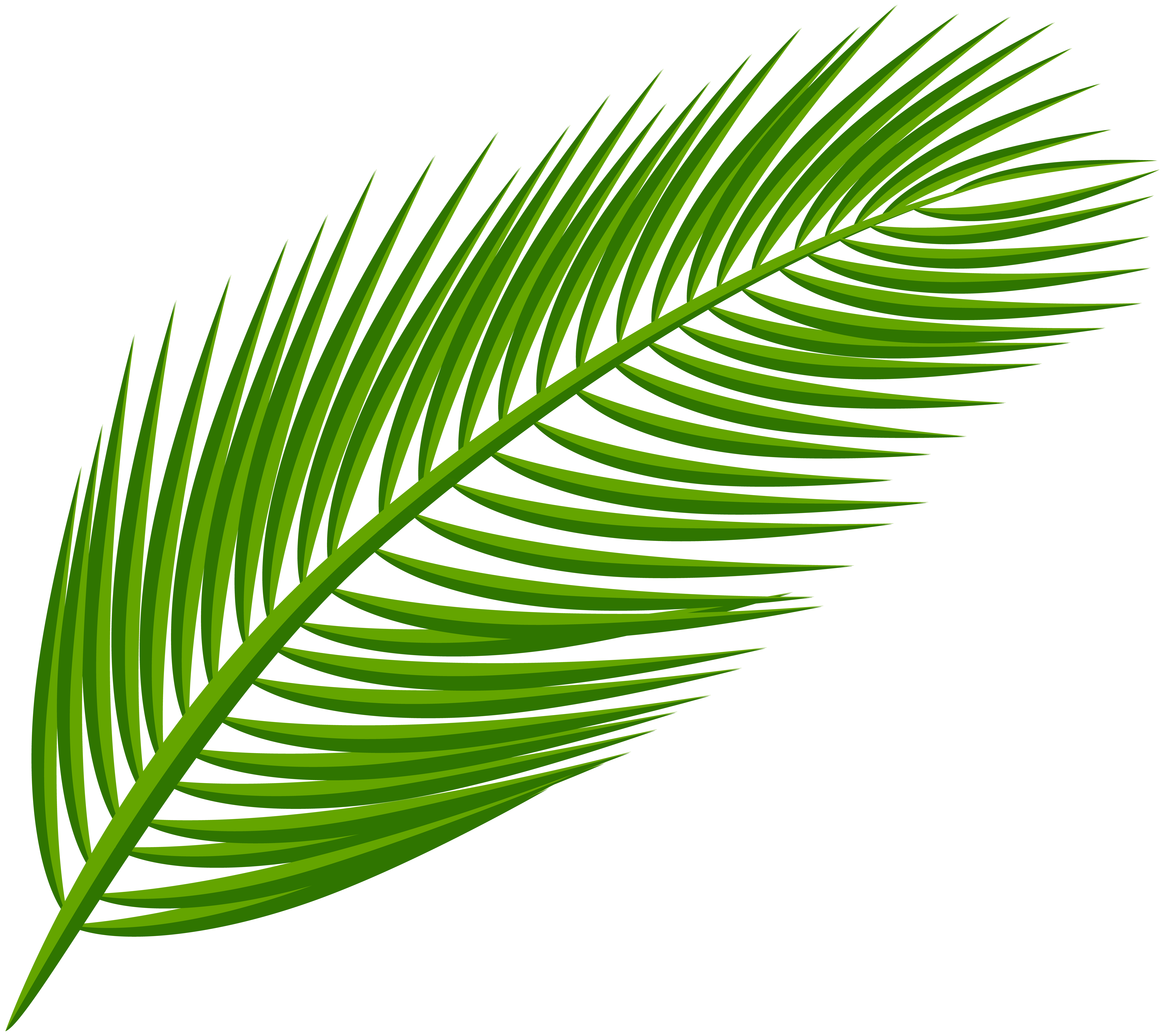 Palm Leaf Clip Art At Clker Palm Leaf Vector Png Transparent Png | My ...