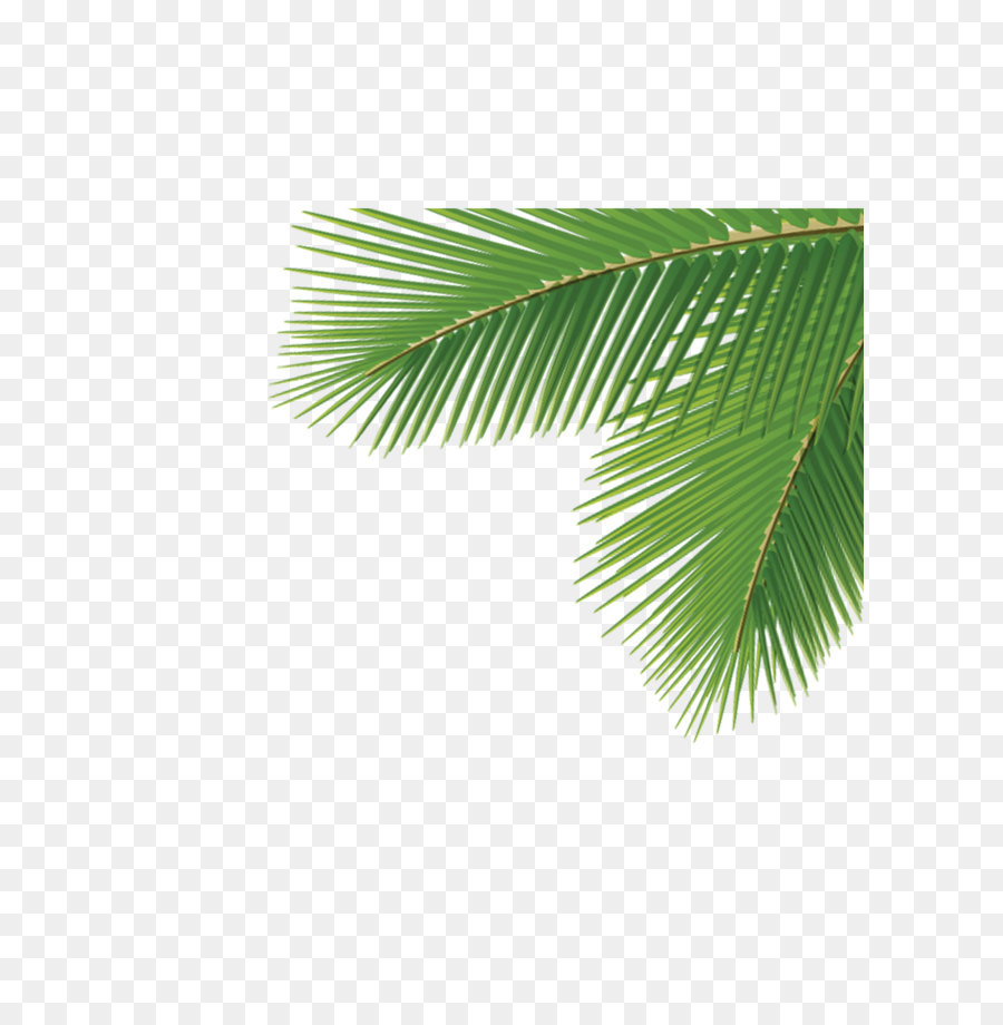 Arecaceae Leaf Tree Dasylirion wheeleri - Corner palm trees png download - 2480*3508 - Free Transparent Arecaceae png Download.