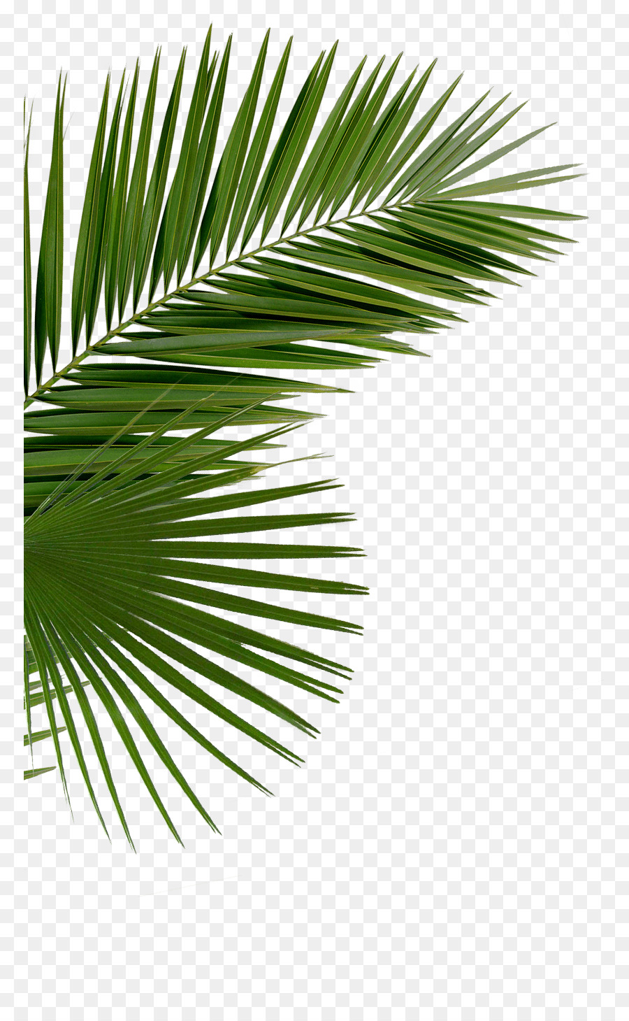 Asian palmyra palm Arecaceae Saw palmetto Palm branch Palm-leaf manuscript - date palm png download - 831*1454 - Free Transparent Asian Palmyra Palm png Download.