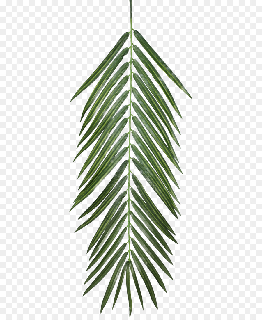 Plant Opacity Texture mapping Leaf - palm leaves png download - 1260*1532 - Free Transparent Plant png Download.