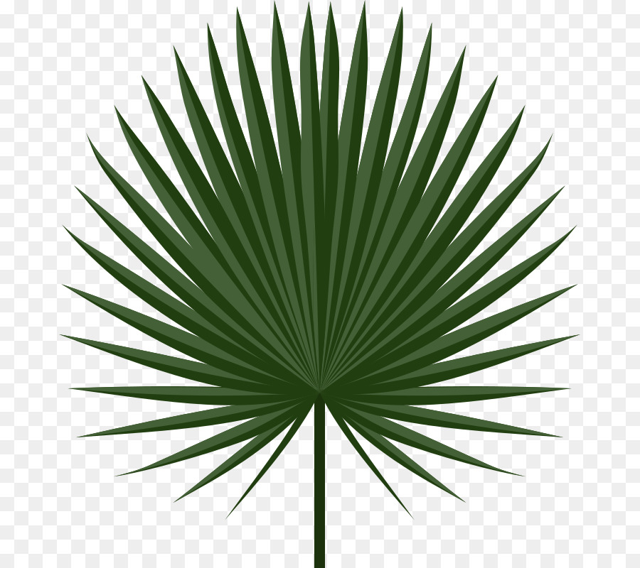 Palm-leaf manuscript Arecaceae Palm branch Clip art - palm leaves png download - 733*800 - Free Transparent Leaf png Download.