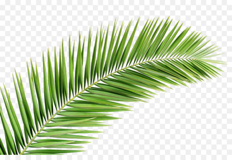 Arecaceae Palm branch Leaf Tree Clip art - palm tree png download - 1267*845 - Free Transparent Arecaceae png Download.