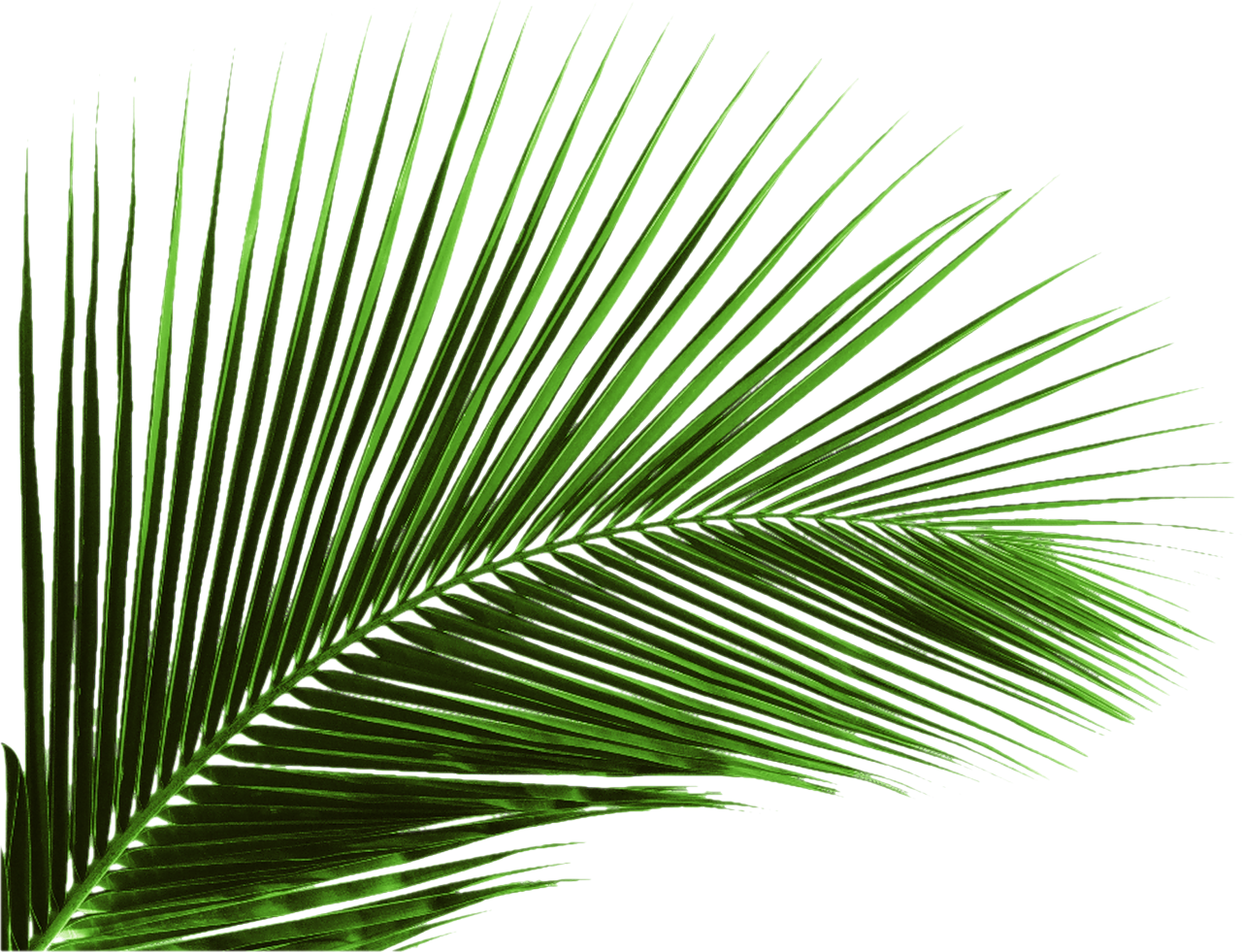 Green Palm Leaves Png Image Palm Leaves Png Free Tran - vrogue.co