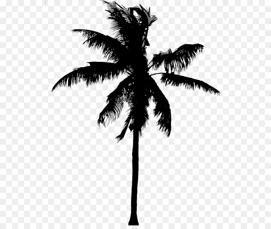 Asian palmyra palm Coconut Date palm Silhouette Black -  png download - 598*748 - Free Transparent Asian Palmyra Palm png Download.