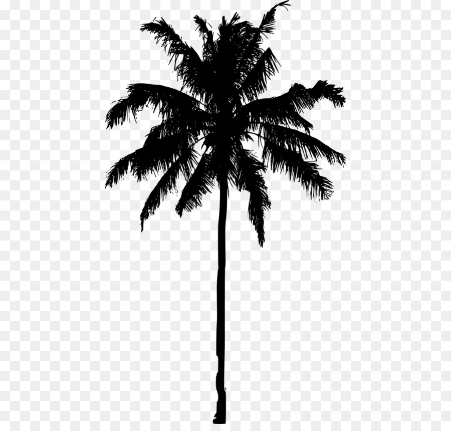 Arecaceae Date palm Silhouette Tree Asian palmyra palm - date palm png download - 480*846 - Free Transparent Arecaceae png Download.