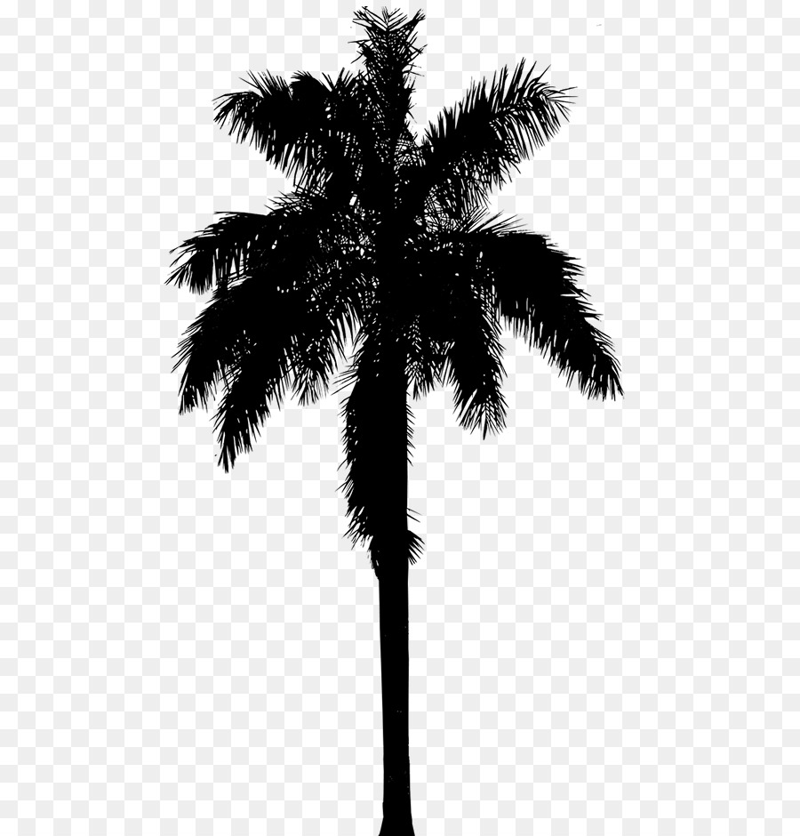 Asian palmyra palm Date palm Silhouette Palm trees Borassus - png ...