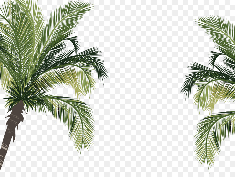 Coconut Arecaceae - Green bottom palm plants png download - 1055*784 - Free Transparent Coconut png Download.