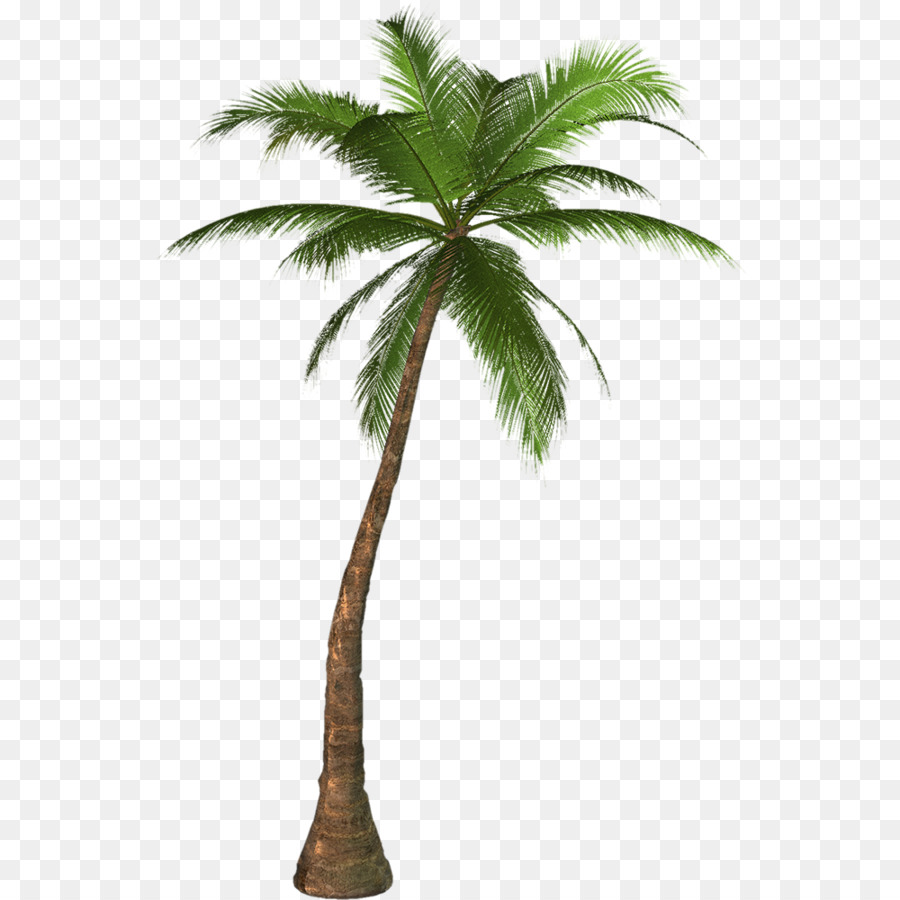Transparency Palm trees Portable Network Graphics Clip art - summer photo png palmier png download - 1000*1000 - Free Transparent Palm Trees png Download.