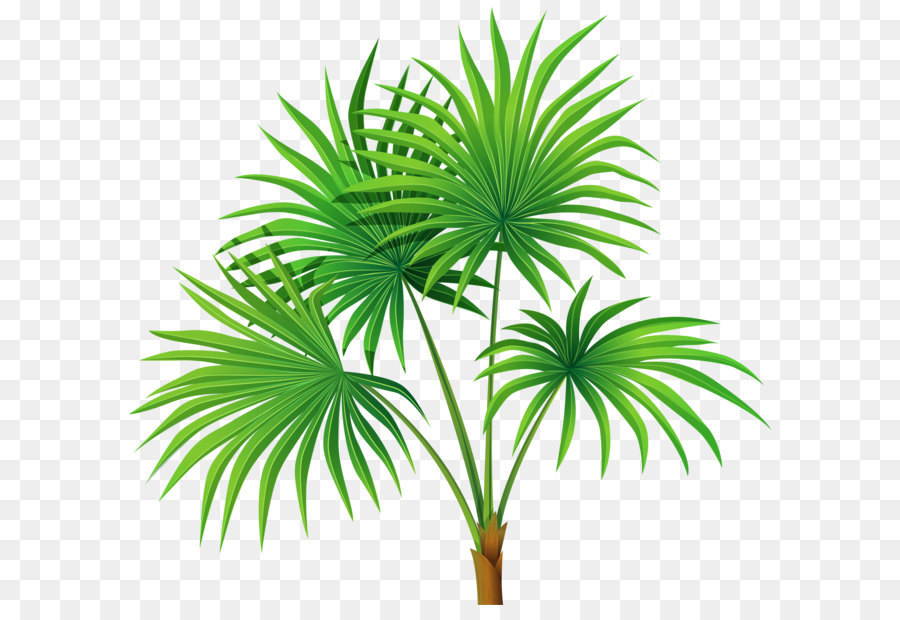 Washingtonia robusta Arecaceae Clip art - Palm Plant Transparent PNG Clip Art png download - 6000*5580 - Free Transparent Arecaceae png Download.