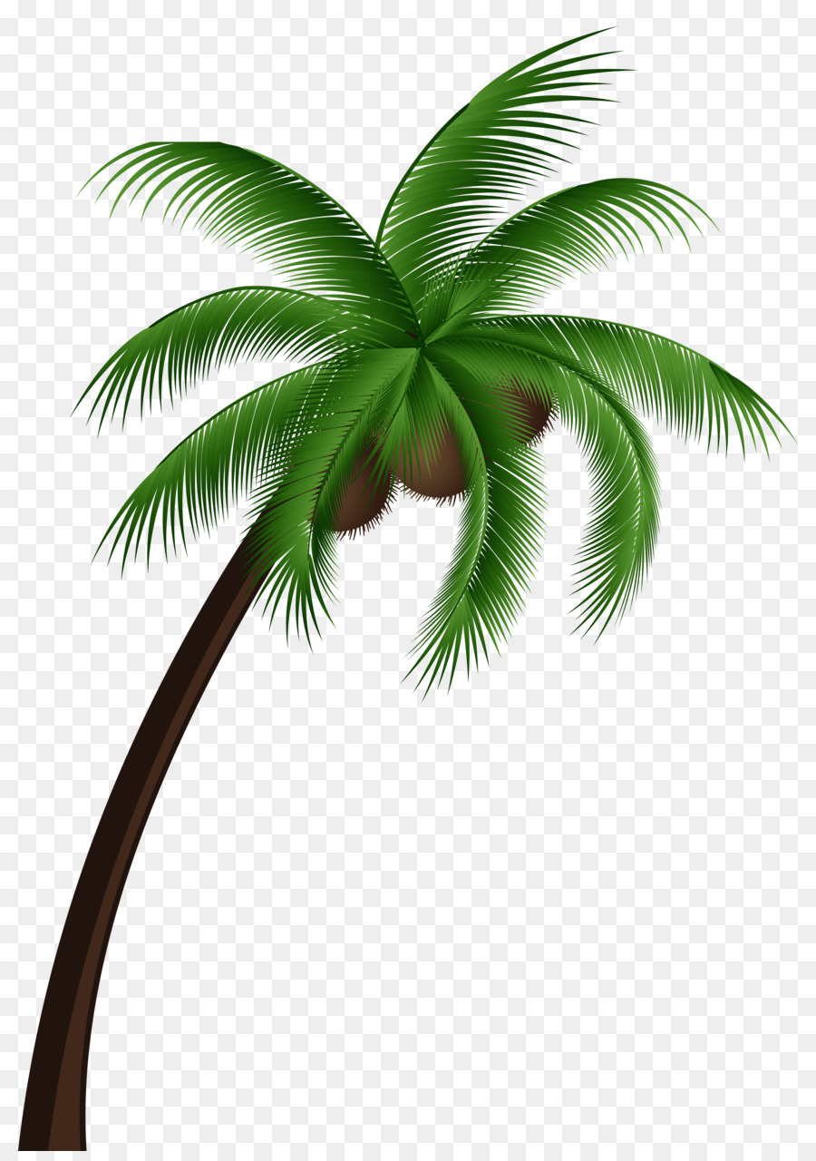 Coconut Arecaceae Tree Clip art - coconut tree png download - 5547*7824 - Free Transparent Coconut png Download.