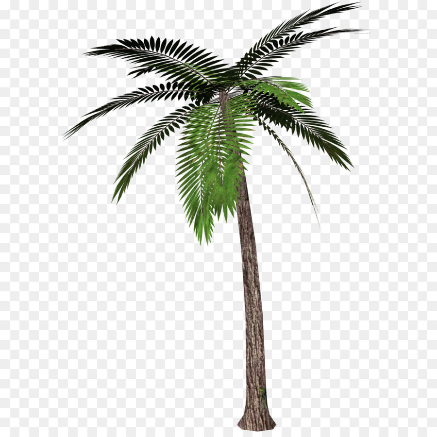 Palm trees Clip art - Palm Tree PNG Clipart png download - 936*1280 - Free Transparent Phoenix Canariensis png Download.