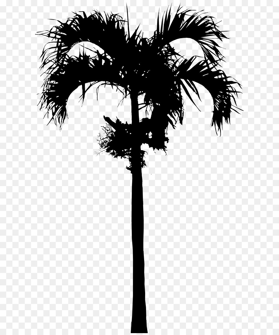 Asian palmyra palm Babassu Date palm Palm trees Silhouette -  png download - 677*1080 - Free Transparent Asian Palmyra Palm png Download.
