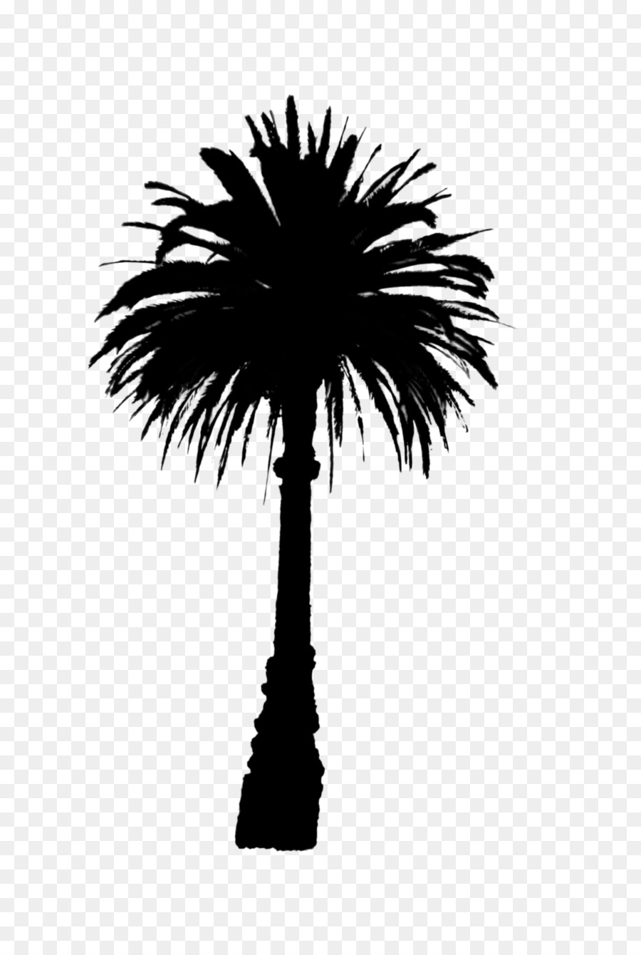 Asian palmyra palm Date palm Line Palm trees Silhouette -  png download - 1600*2381 - Free Transparent Asian Palmyra Palm png Download.