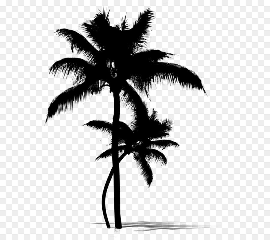 Arecaceae Silhouette Tree - Palm tree silhouette png download - 686* ...