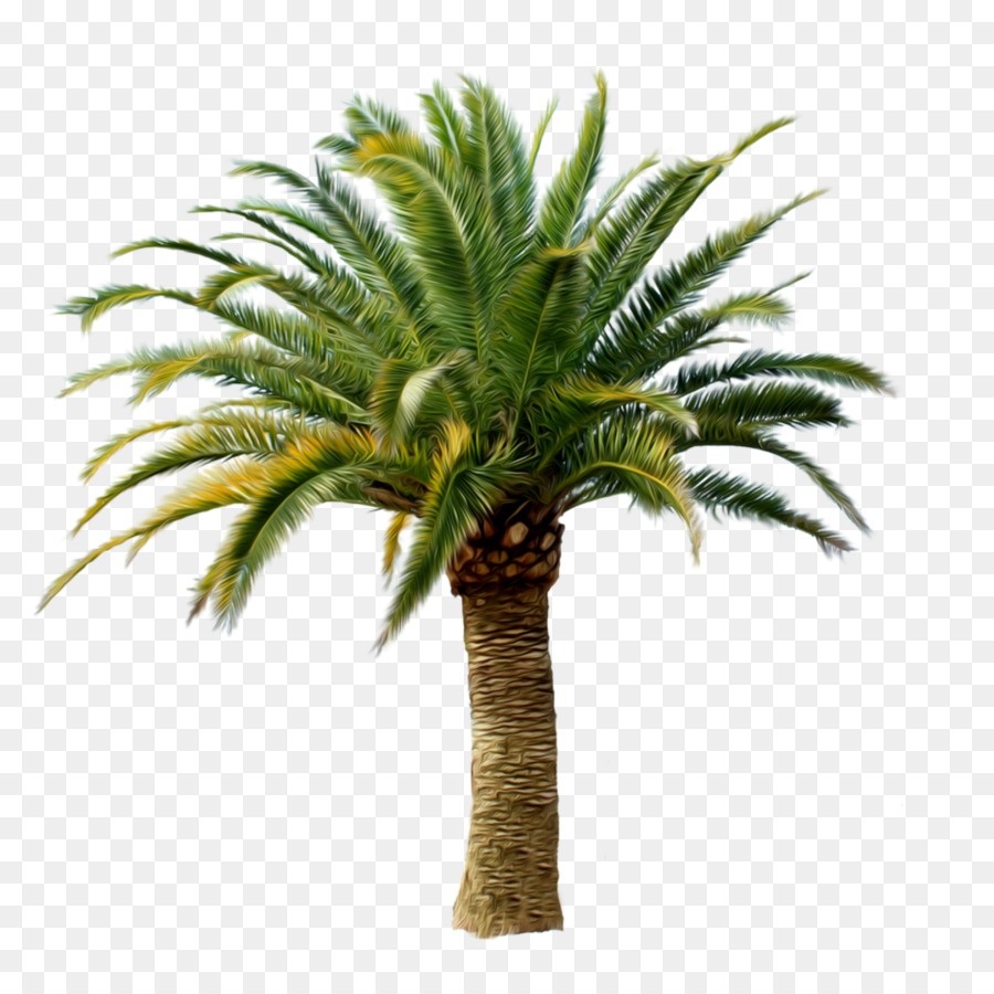 Arecaceae Tree Clip art - palm tree png download - 1200*1200 - Free Transparent Arecaceae png Download.