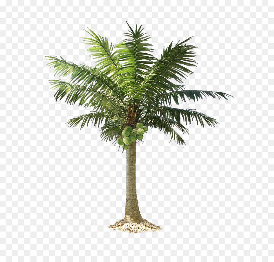 Arecaceae Clip art - Palm tree PNG png download - 1221*1600 - Free Transparent Arecaceae png Download.