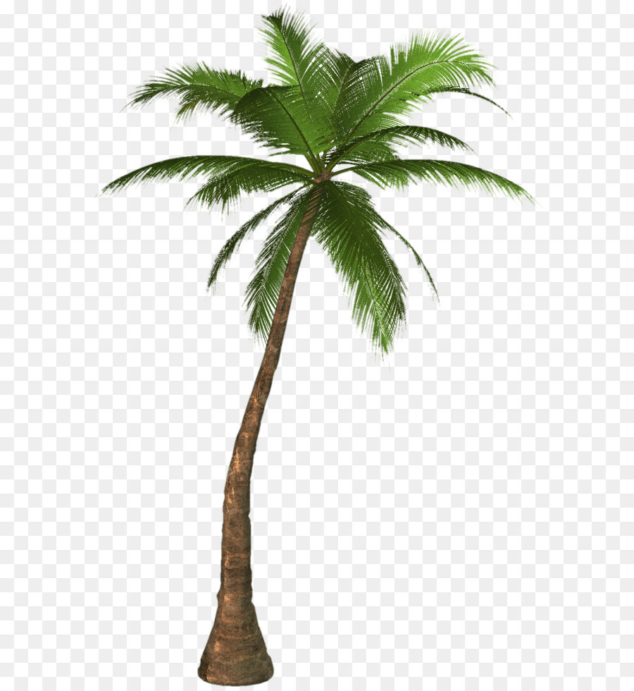 Arecaceae Clip art - Palm Tree Png png download - 1023*1533 - Free ...