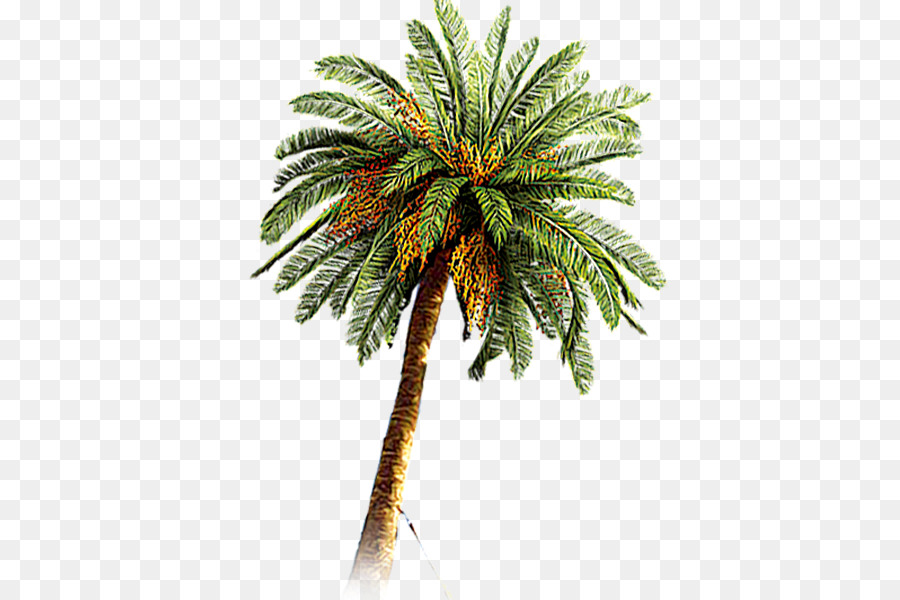 Coconut Arecaceae Date palm - tree png download - 600*600 - Free Transparent Coconut png Download.