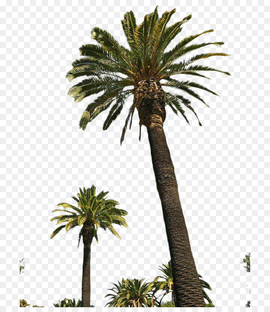 Palm trees Portable Network Graphics Clip art Transparency Image - vaporwave png palm tree png download - 768*1024 - Free Transparent Palm Trees png Download.