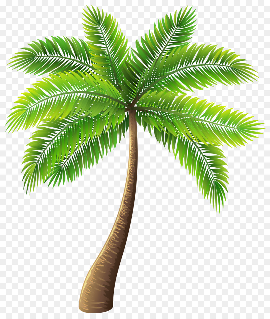 Archontophoenix alexandrae Tree Clip art - palm tree png download - 5134*6000 - Free Transparent Archontophoenix Alexandrae png Download.