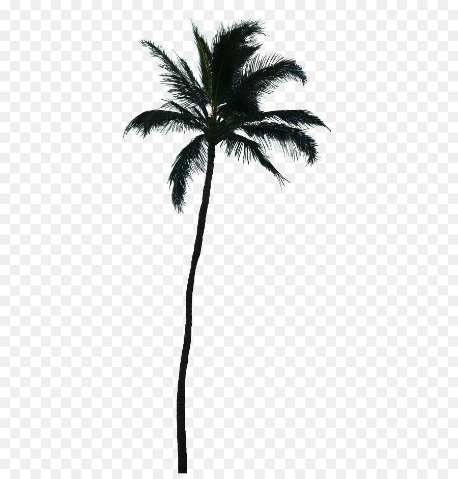 Palm trees Clip art Silhouette Image Vector graphics - silhouette png download - 7747*8000 - Free Transparent Palm Trees png Download.
