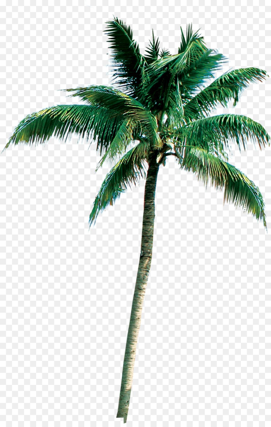 Palm trees Portable Network Graphics Coconut Clip art Roystonea regia - manzanita branches wholesale png download - 1022*1600 - Free Transparent Palm Trees png Download.