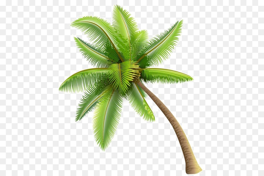 Arecaceae Tree Clip art - tree png download - 535*600 - Free Transparent Arecaceae png Download.