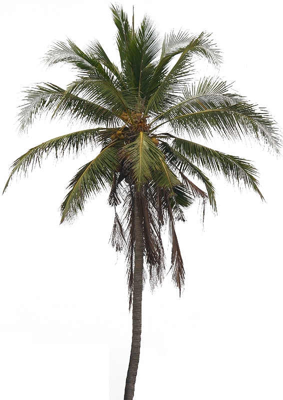 Coconut Tree Arecaceae Clip art - Coconut Tree PNG Pic png download ...