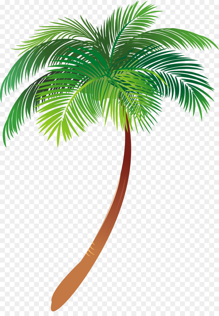 Asian palmyra palm Illustration Palm trees Vector graphics Text - palm tree leaves png download - 3831*5451 - Free Transparent Asian Palmyra Palm png Download.