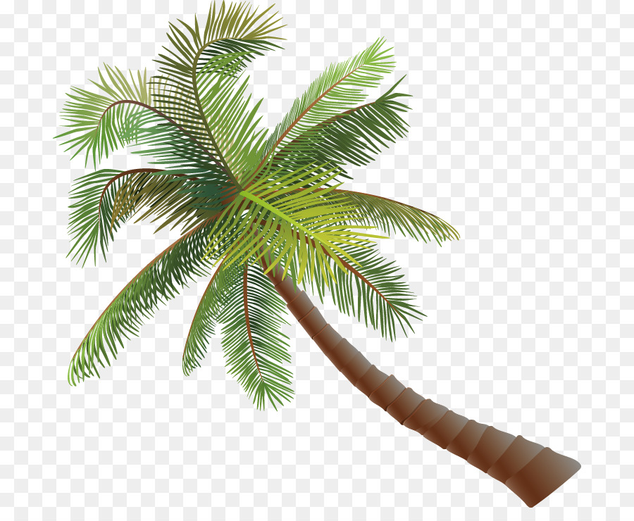Asian palmyra palm Coconut Euclidean vector - Coconut tree vector png download - 750*721 - Free Transparent Asian Palmyra Palm png Download.