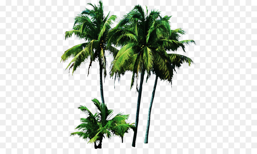 Palm trees Clip art Portable Network Graphics Plants - tree png download - 480*522 - Free Transparent Palm Trees png Download.