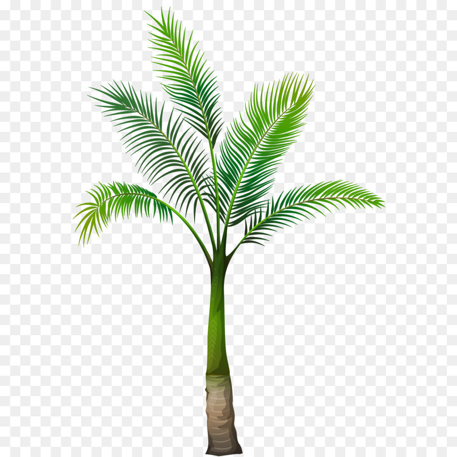 Palm trees Clip art - Palm Tree PNG Image png download - 3714*5140 - Free Transparent Arecaceae png Download.