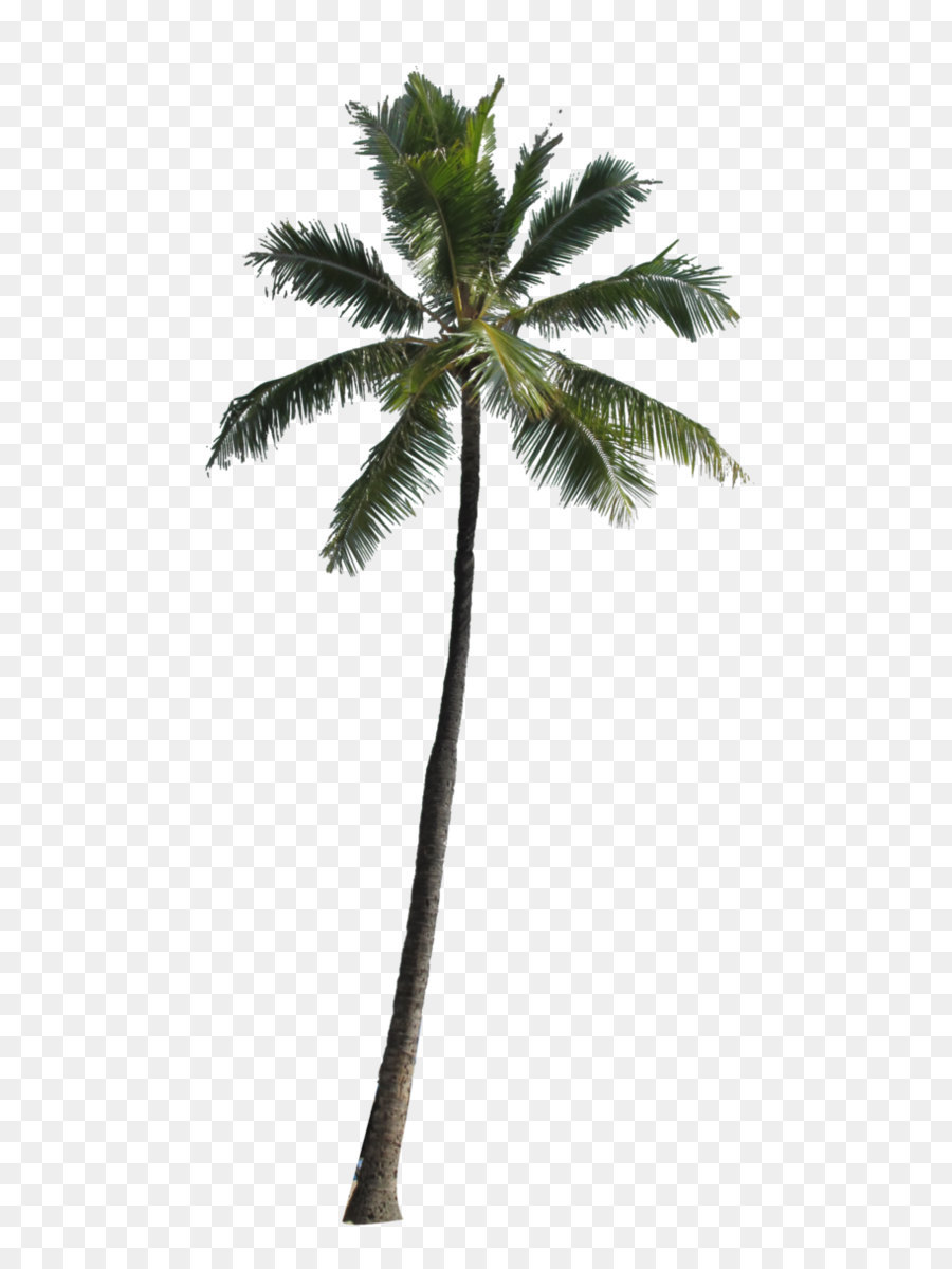 Arecaceae Computer file - Palm Tree Png Image png download - 659*1212 - Free Transparent Arecaceae png Download.