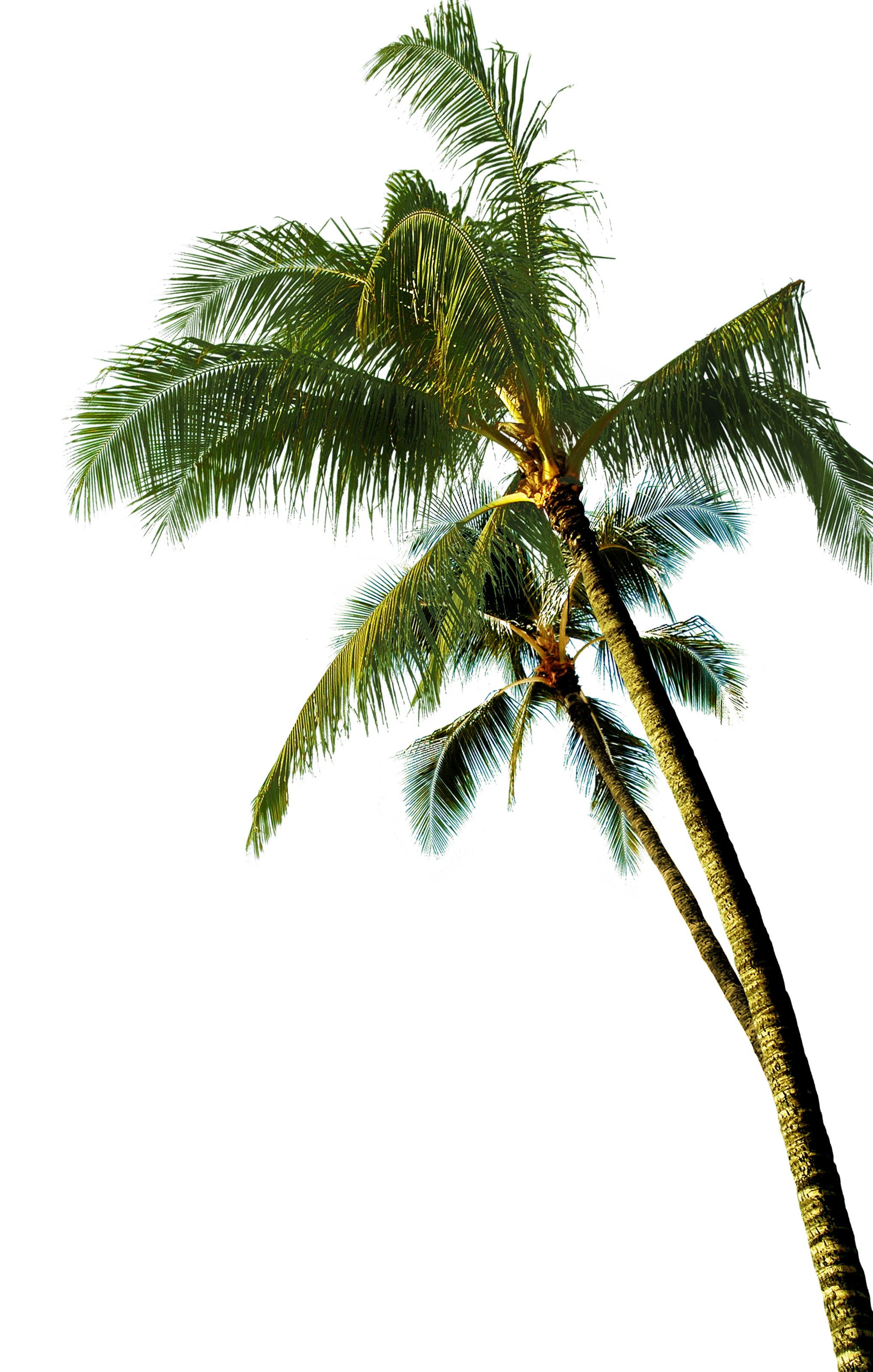 Palm Tree Png Transparent - IMAGESEE