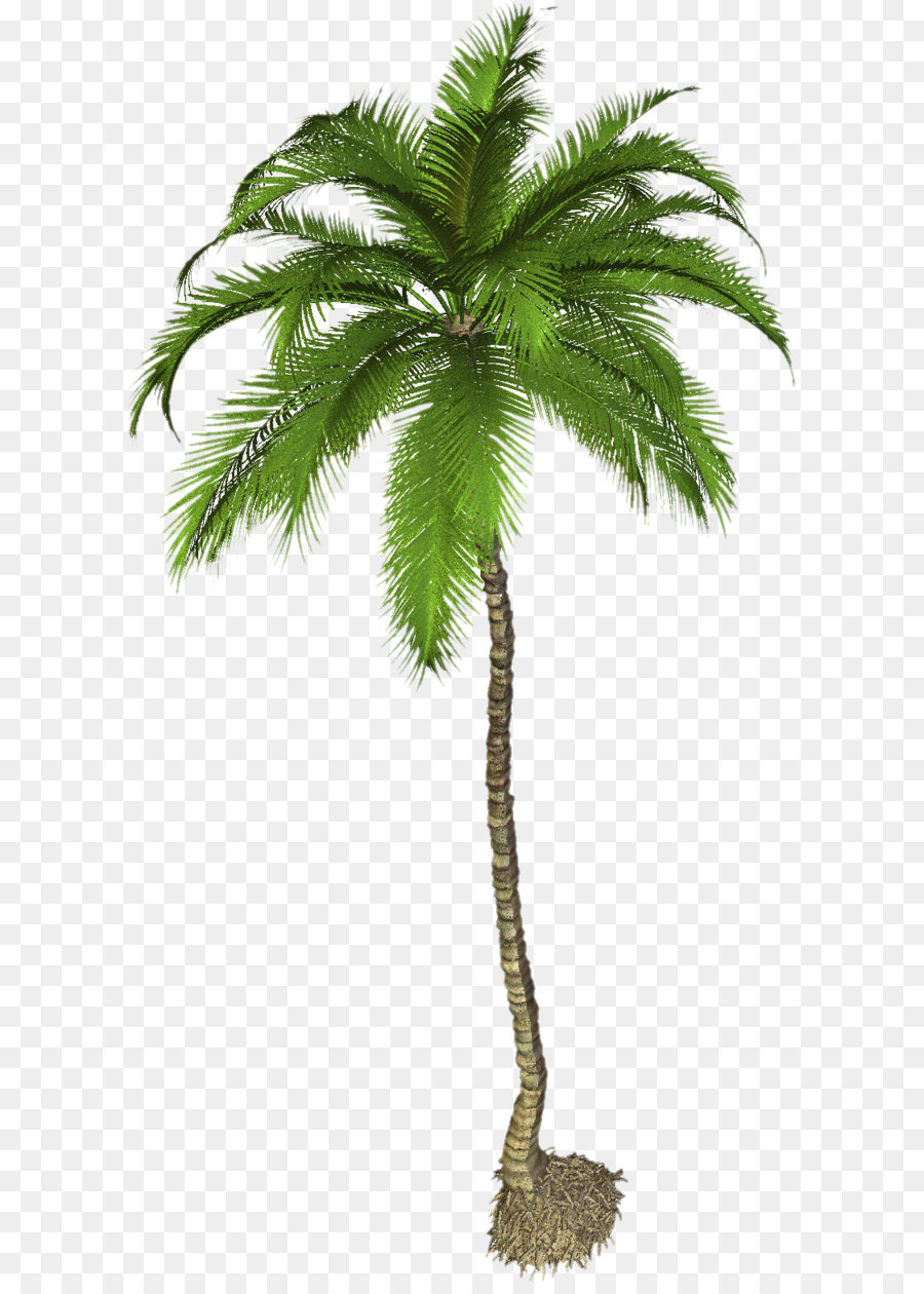 Asian palmyra palm Tree Coconut - tree png download - 927*1059 - Free ...