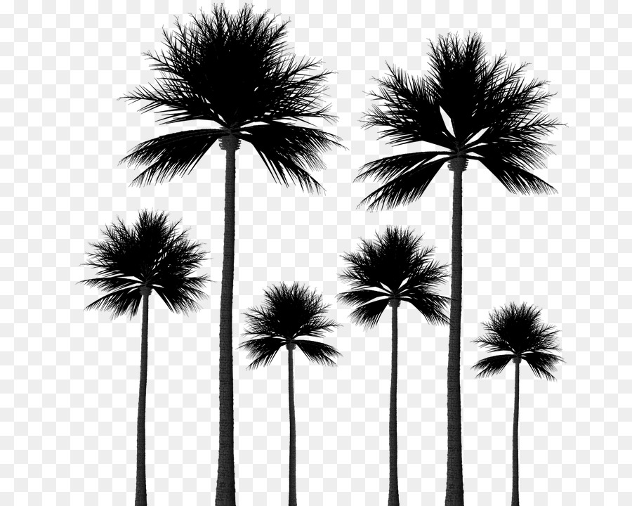 Arecaceae Tree Sabal Palm Silhouette - tree png download - 720*720 - Free Transparent Arecaceae png Download.