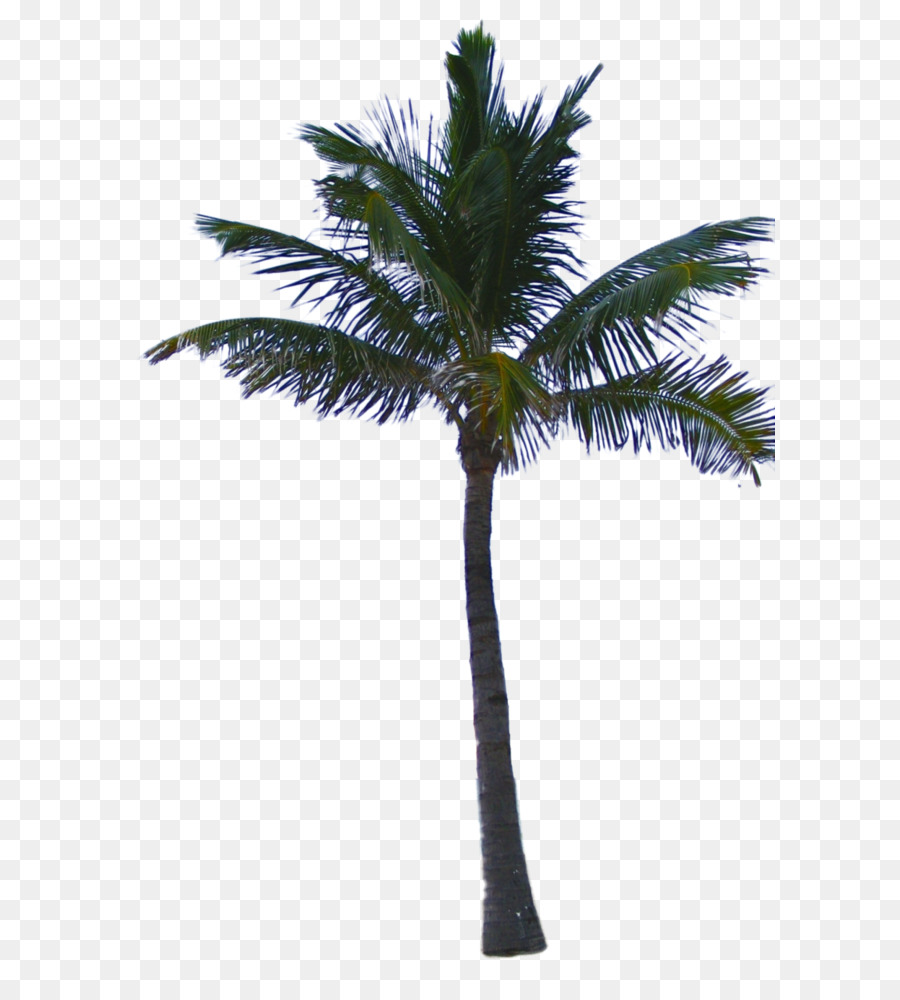 Asian palmyra palm Date palm Coconut Arecaceae - Palm tree PNG png download - 900*1372 - Free Transparent Arecaceae png Download.