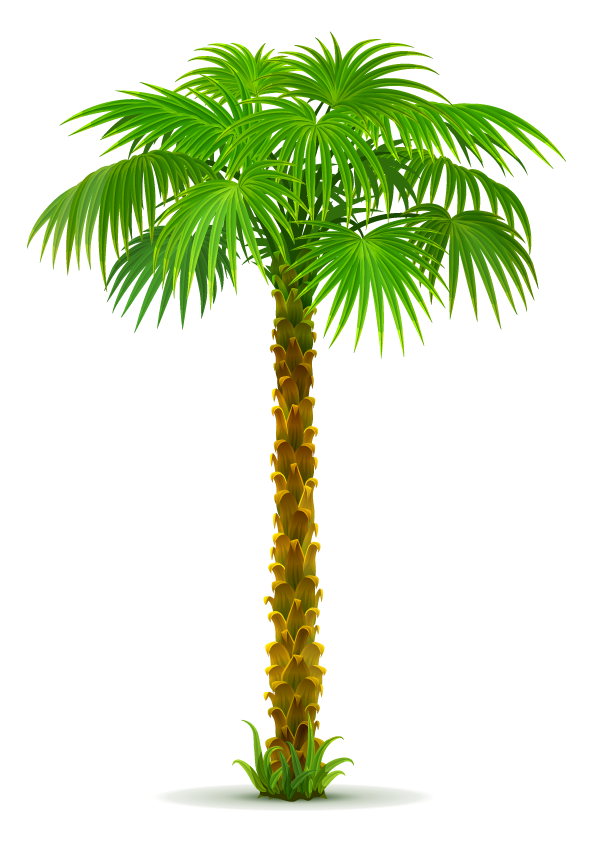 Clip art Palm trees Portable Network Graphics California palm - tree ...