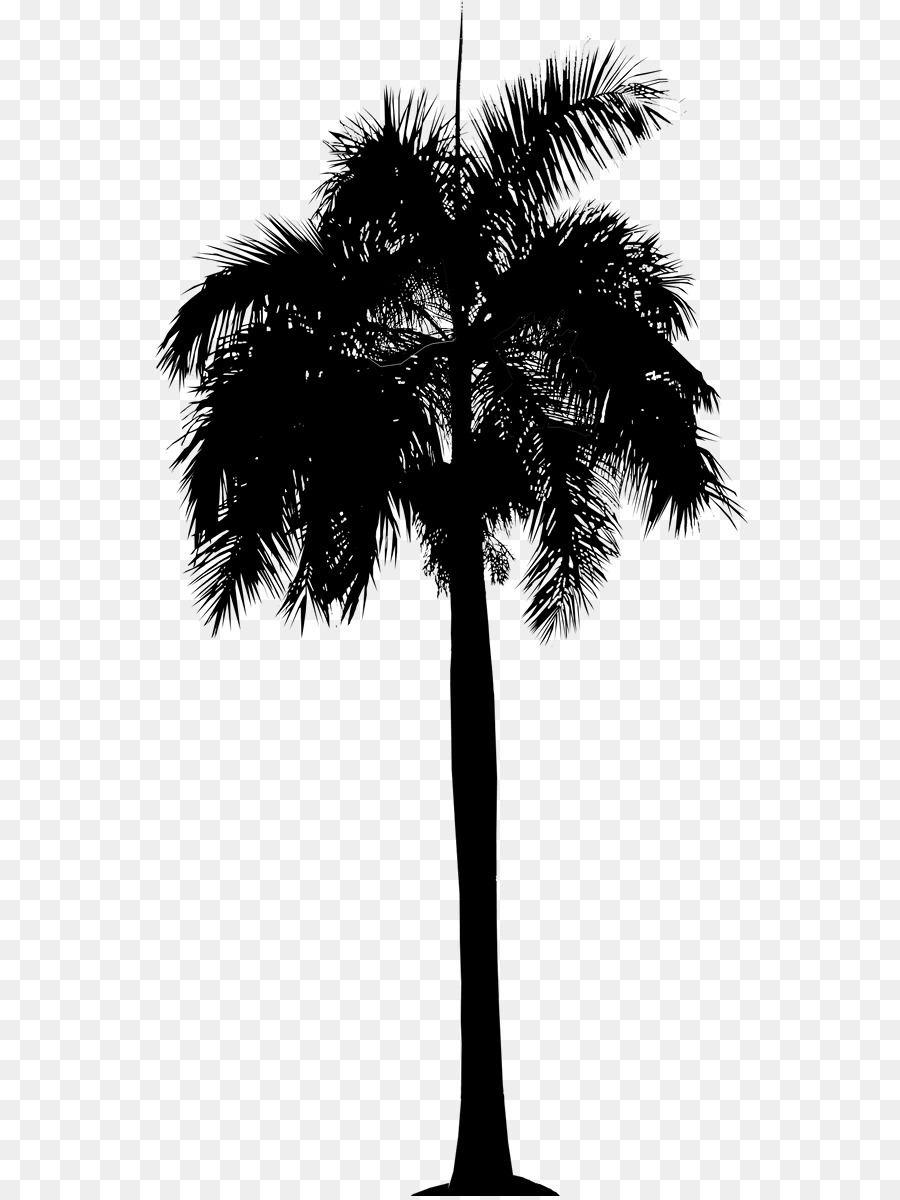 Asian palmyra palm Date palm Leaf Palm trees Plant stem -  png download - 596*1196 - Free Transparent Asian Palmyra Palm png Download.