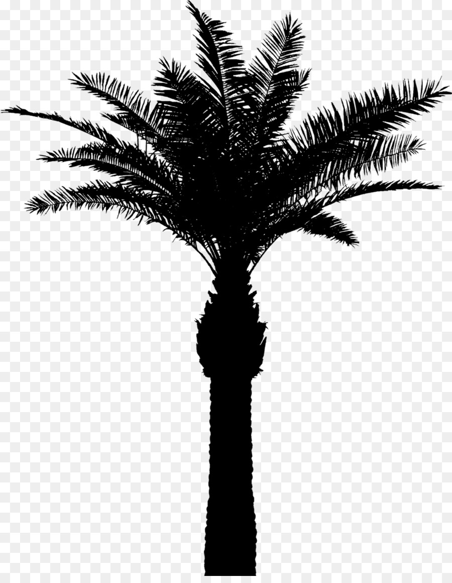 Asian palmyra palm Babassu Date palm Palm trees Silhouette -  png download - 1129*1438 - Free Transparent Asian Palmyra Palm png Download.