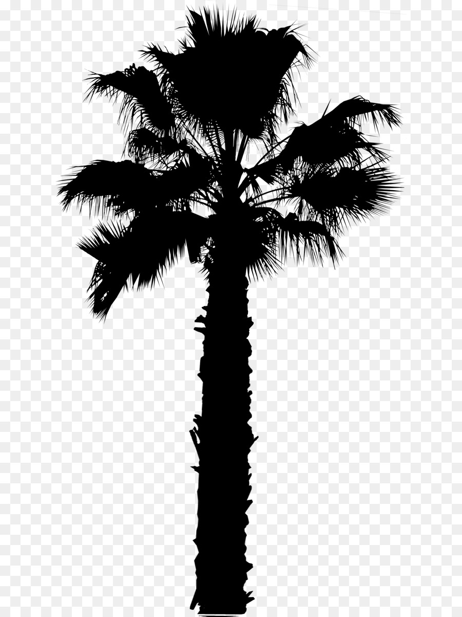 Asian palmyra palm Palm trees Image Computer Icons Portable Network Graphics -  png download - 684*1200 - Free Transparent Asian Palmyra Palm png Download.