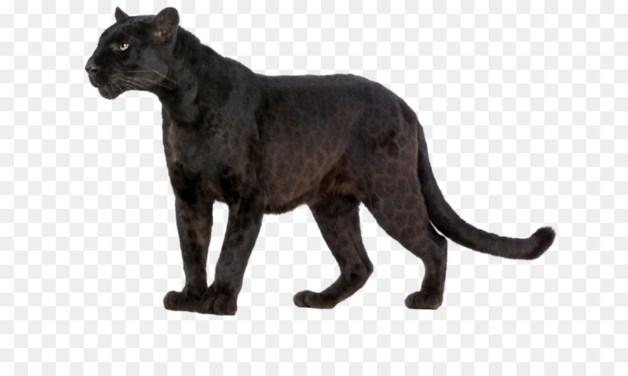 Leopard Wildcat Black panther Felidae - leopard png download - 1100*657 - Free Transparent Leopard png Download.