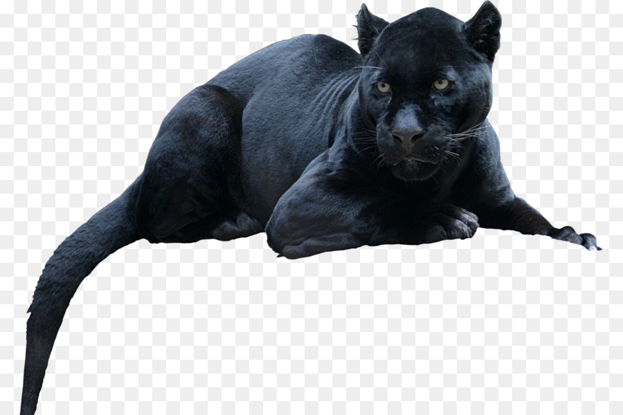 Black panther Leopard Jaguar Cat Tiger - black panther png download - 844*600 - Free Transparent Black Panther png Download.