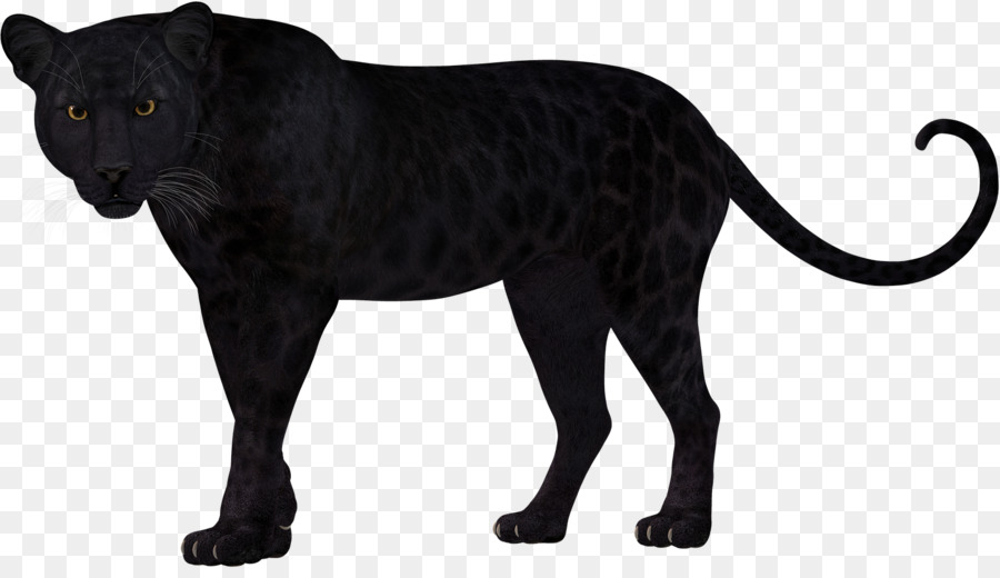 Panther Leopard Lion Felidae Cheetah - leopard png download - 1712*972 - Free Transparent Panther png Download.