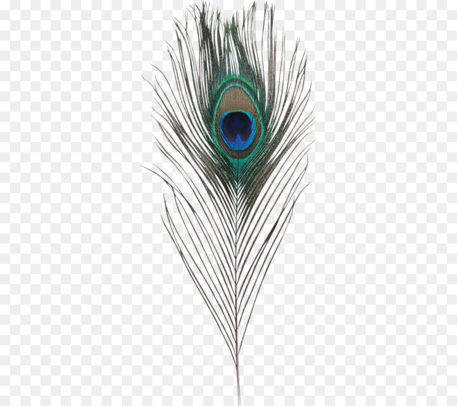 Transparent Background Peacock Feather Clipart