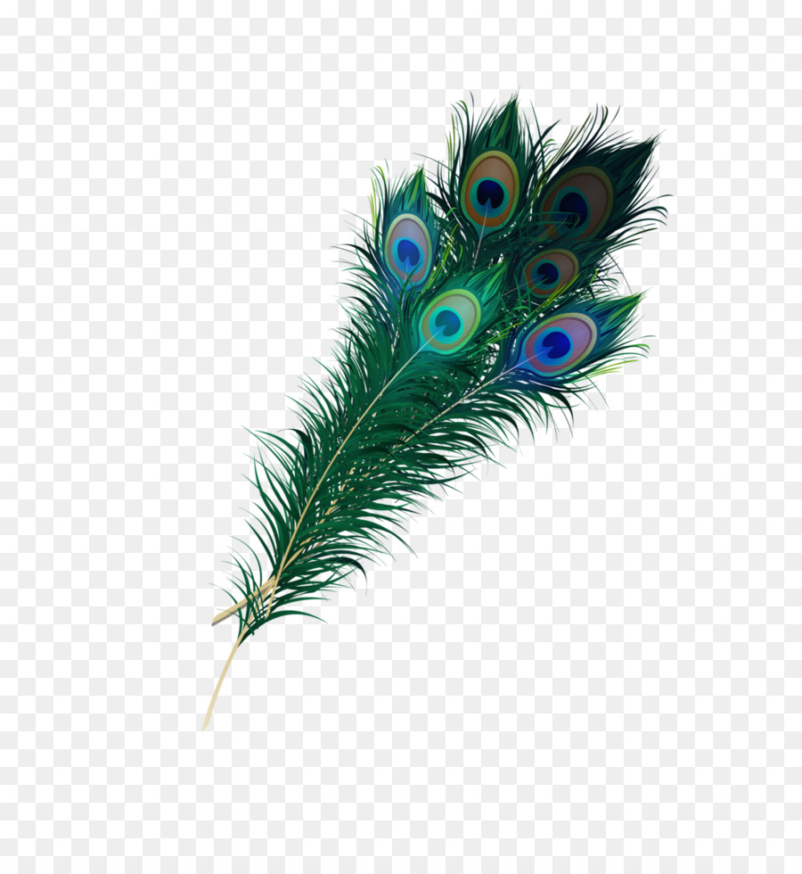 Feather Asiatic peafowl Clip art - Peacock feather png download - 820*974 - Free Transparent Feather png Download.
