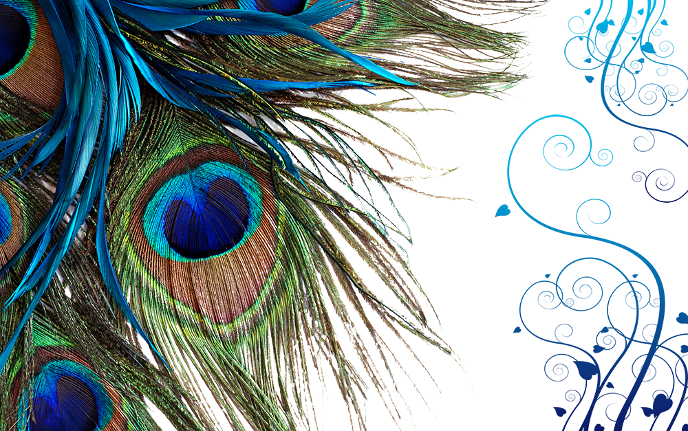 Peacock feather png download - 1000*627 - Free Transparent Towel png  Download. - Clip Art Library
