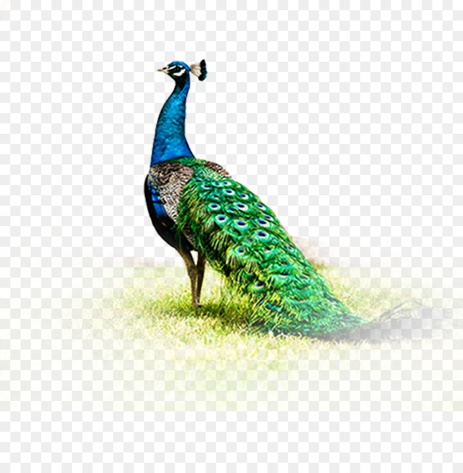 Peafowl Fenghuang - peacock png download - 937*938 - Free Transparent Peafowl png Download.