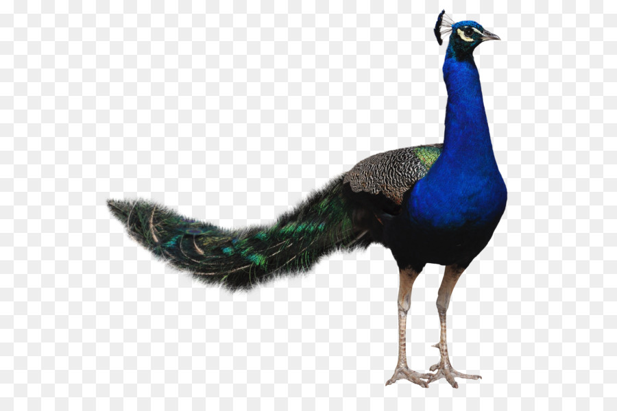 Bird Peafowl - Peacock PNG png download - 2000*1800 - Free Transparent Bird png Download.