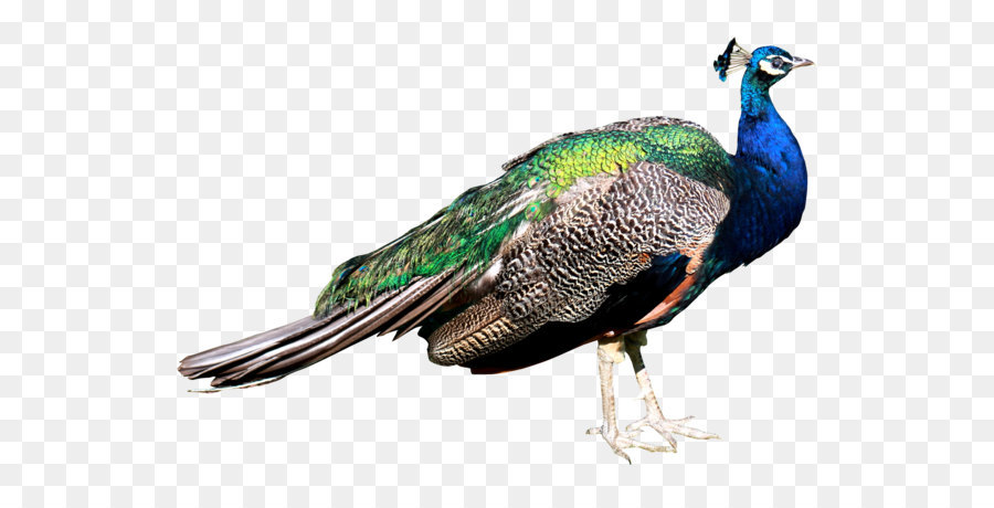 Bird Peafowl - Peacock PNG png download - 2000*1377 - Free Transparent Bird png Download.